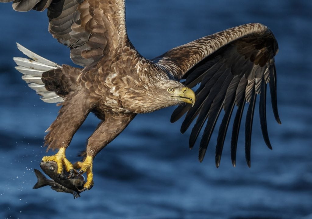 White-tailed eagle