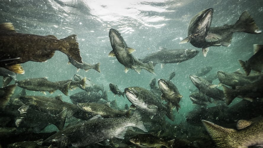 Some Surprising Facts about Norwegian Salmon