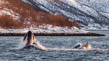 Humpback whales in the fjord